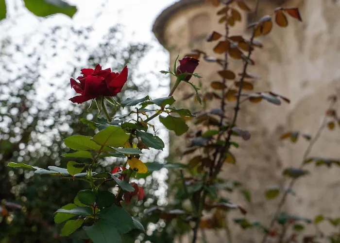 Castello Di Lisignano - Storia Pace E Tradizione